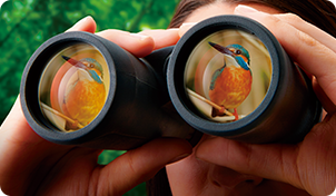 경쟁률은 숲에서는 8~10배, 호소나 갯벌에서는 8~12배가 추천!