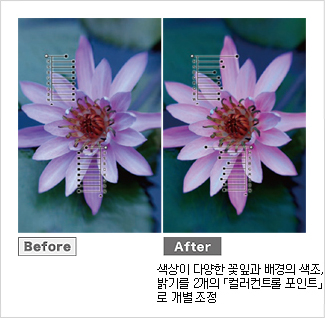 꽃 접사사진에 컨트롤 포인트를 적용하면 색상이 다양한 꽃잎과 배경의 색조, 밝기를 2개의 컬러컨트롤 포인로 개별 조정 가능하다.