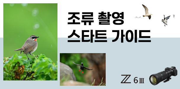 Z6III의 다양한 기능을 활용하여 조류 촬영에 도전해보세요!
